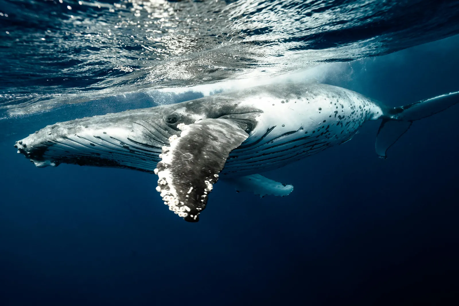 Baleine à bosse sous l'eau