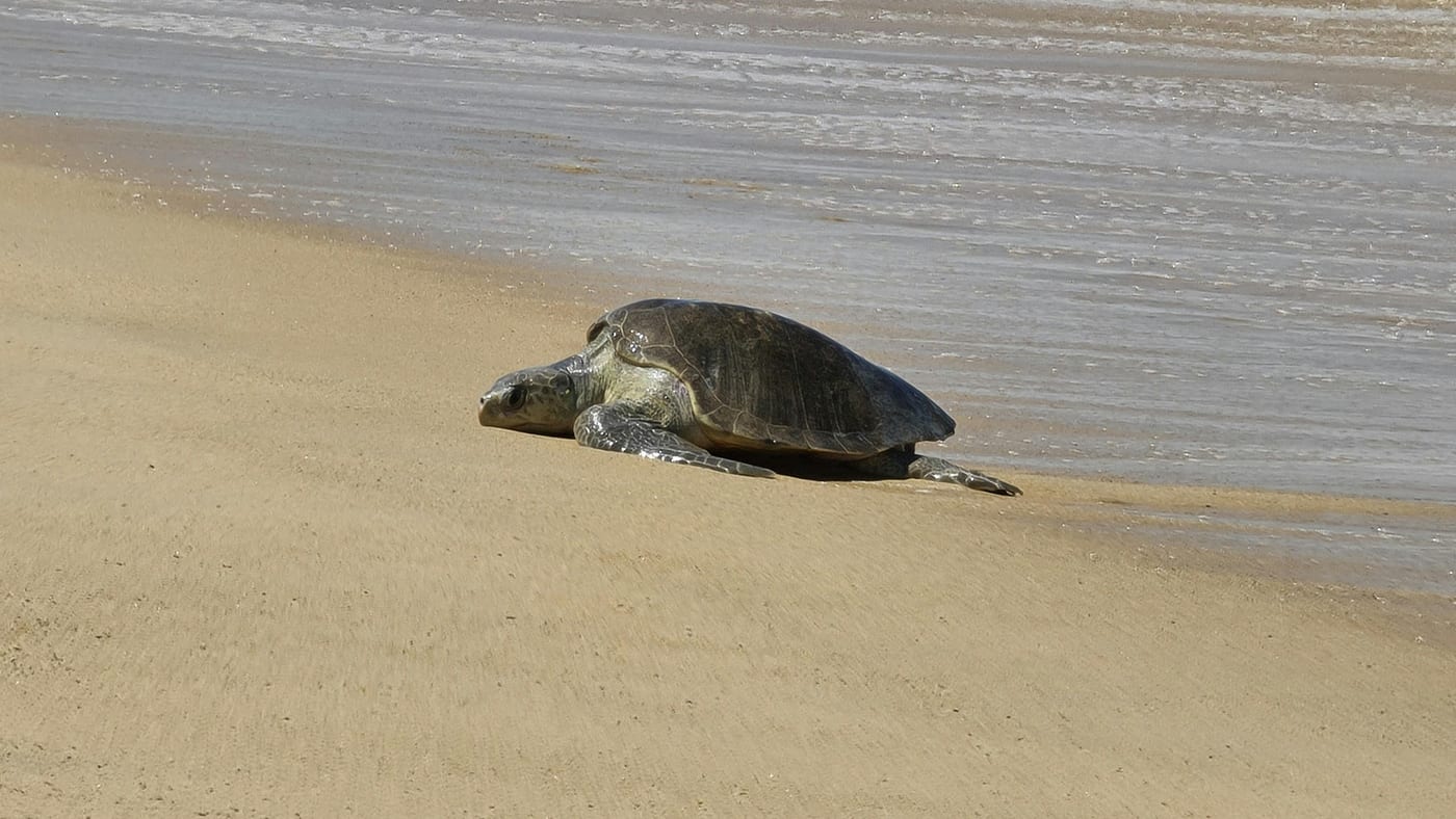 Tortue caouanne remontant sur la plage de nuit à Boa Vista