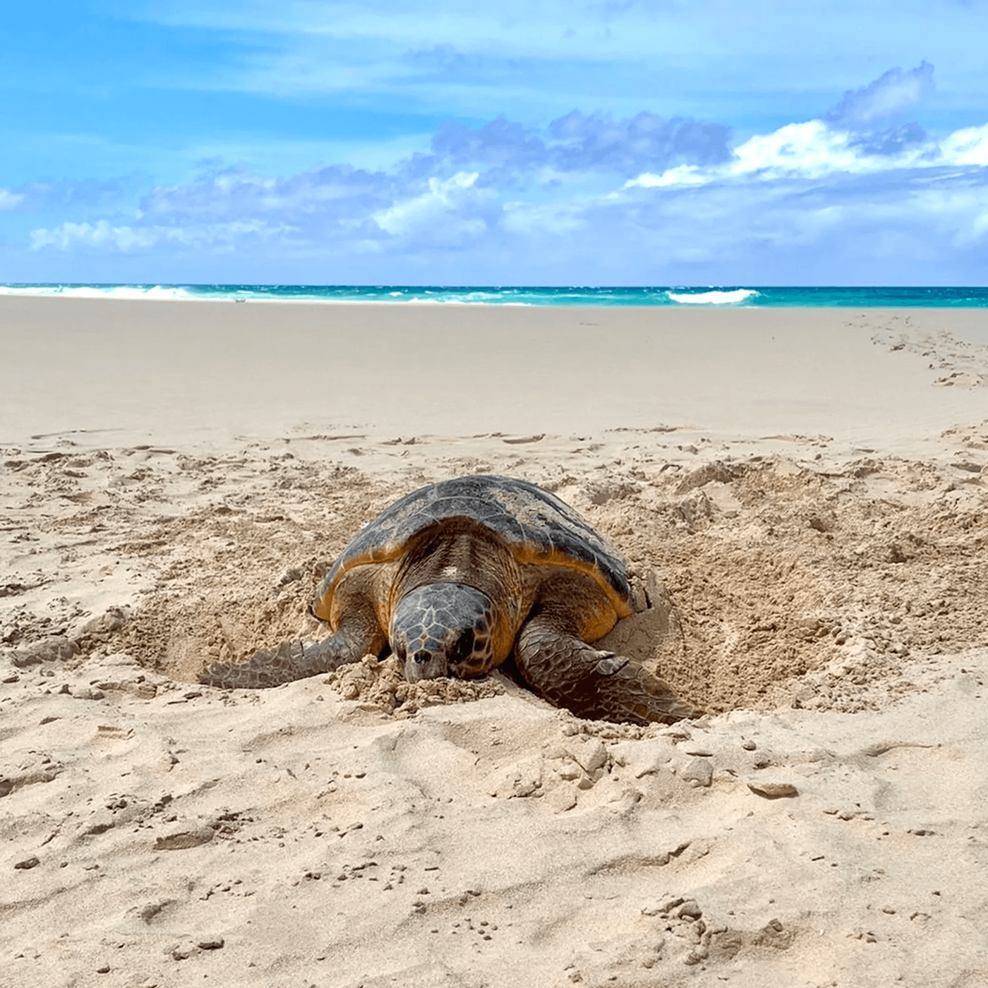 Tortue caouanne dans l'eau turquoise